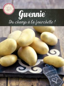 Dossier pomme de terre Gwennie